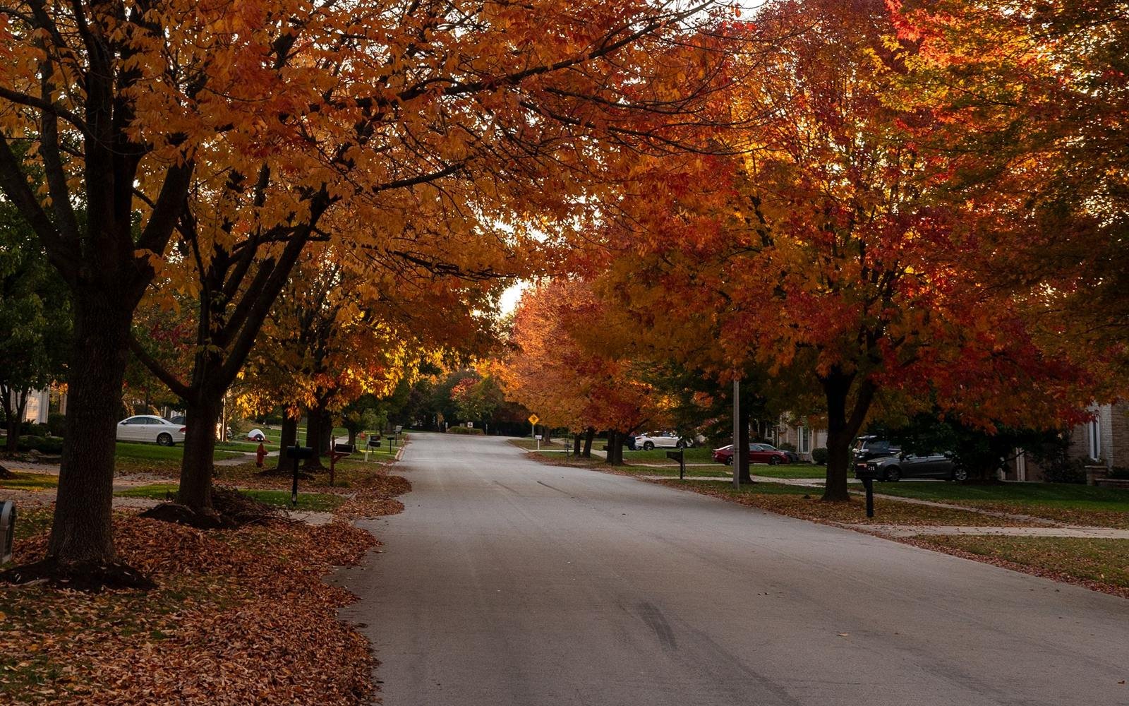 A quiet Illinois neighborhood street lined with autumn trees