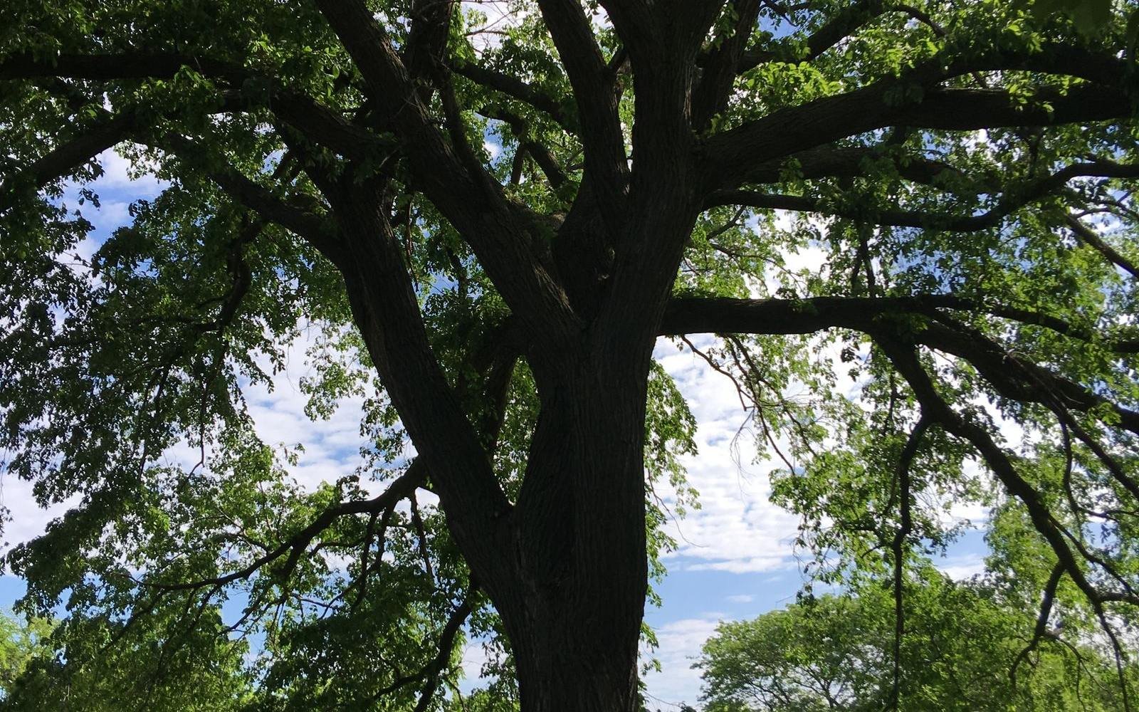A large oak tree shading a sunny park
